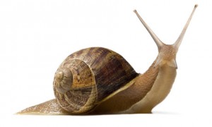 snail-03