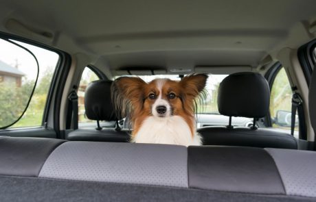 כיצד להרגיל הכון את הכלב לנסיעות ברכב?