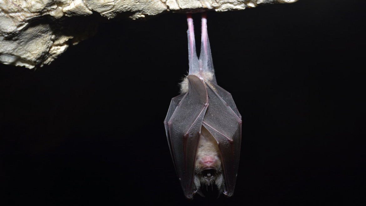 למה מערות העטלפים סגורות למבקרים בחורף?