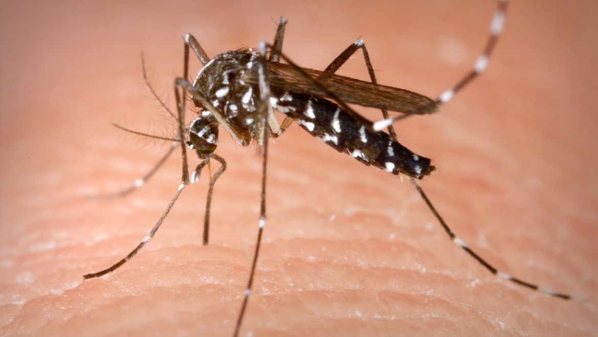 אחת ולתמיד: מי עוקץ אותנו? יתושים או יתושות?